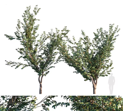 Arbor Trees With Lush Green Leaves Natural Growth And Human Silhouette Scale 3d model