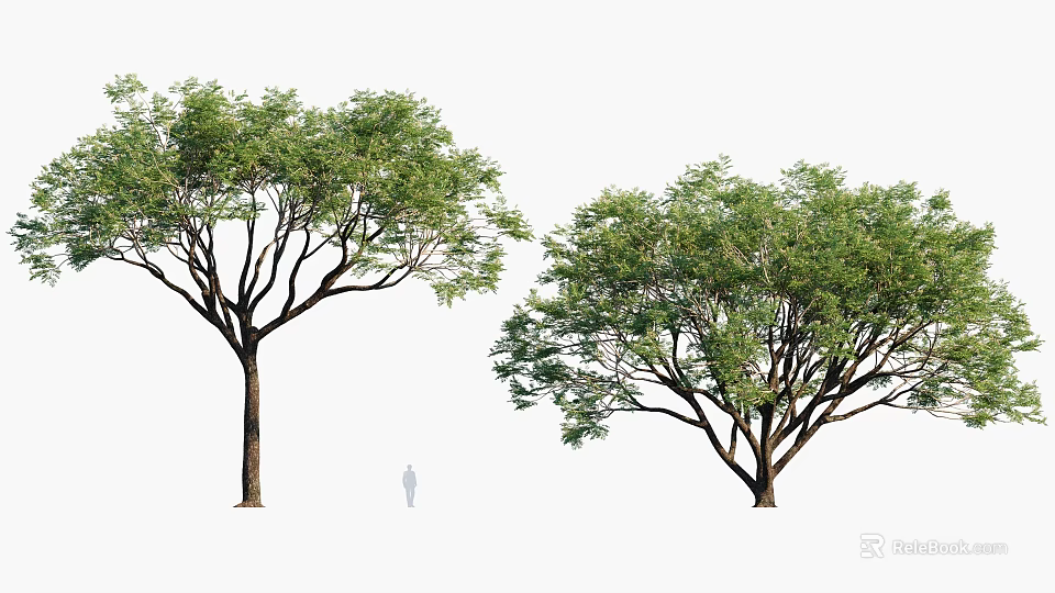 Two Large Arbor Trees with Lush Green Foliage Strong Trunks and Human Silhouette Beside 3d model 
