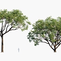 Plants Trees Arbor 3d model