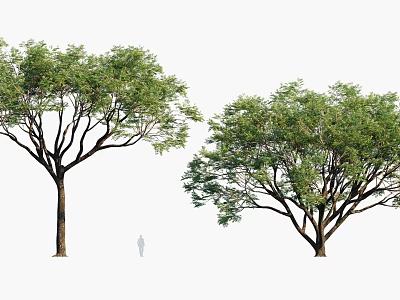 Two Large Arbor Trees with Lush Green Foliage Strong Trunks and Human Silhouette Beside 3d model