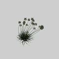 Green Flowering Plants With Clusters Of Small Blooms And Long Slender Leaves