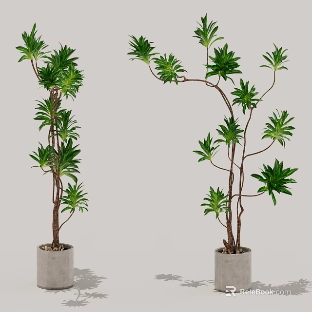 Tall Potted Plants With Green Leaves And Brown Branches In Gray Pots 3d model 