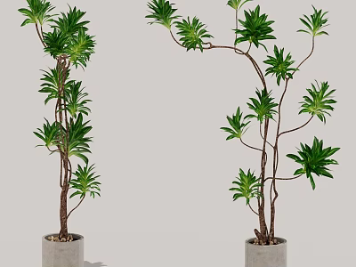 Tall Potted Plants With Green Leaves And Brown Branches In Gray Pots 3d model