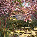Cherry Blossom Tree Blooming Pink Flowers By Pond With Lily Pads Water Lilies Green Plants