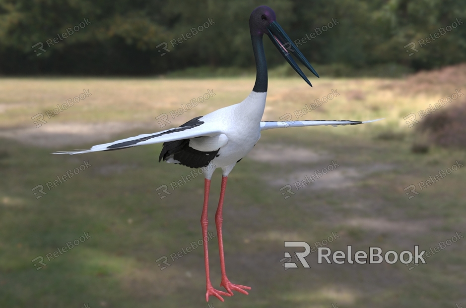 Black-necked stork, concave-billed stork, biological animal model