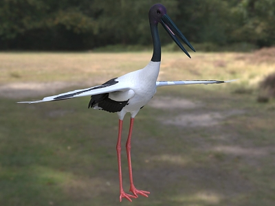 Black-necked stork, concave-billed stork, biological animal model