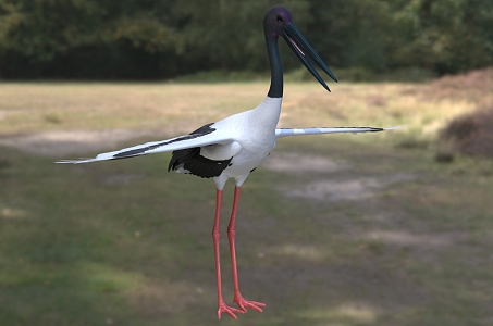 Black-necked stork, concave-billed stork, biological animal 3d model