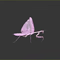 Pink Mantis With Transparent Wings And Slender Legs On Dark Background