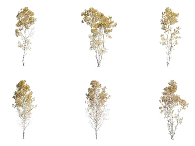 Six Arbor Trees With Yellow Foliage And Various Natural Growth Postures 3d model