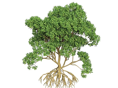 Mangrove Mangrove Mangrove Swamp Trees Root Arbor Landscape Trees 3d model