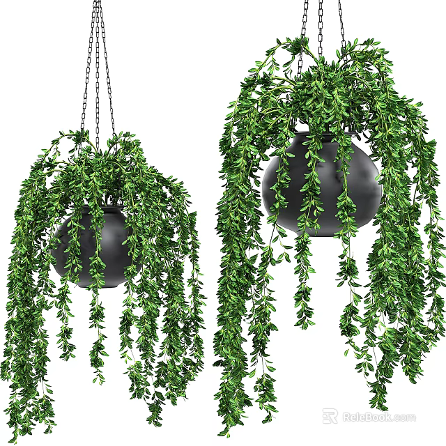 Lush Green Trailing Hanging Basket Plants In Black Pots With Chain Hangers 3d model 