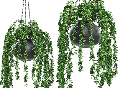 Lush Green Trailing Hanging Basket Plants In Black Pots With Chain Hangers 3d model