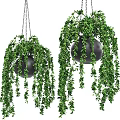 Lush Green Trailing Hanging Basket Plants In Black Pots With Chain Hangers