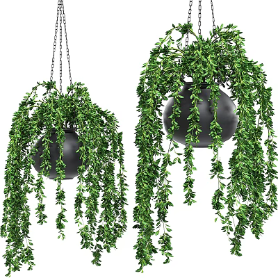 Lush Green Trailing Hanging Basket Plants In Black Pots With Chain Hangers 3d model
