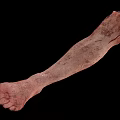 Realistic Human Leg Organ Model With Skin Texture And Hair Details