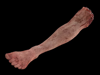 Realistic Human Leg Organ Model With Skin Texture And Hair Details 3d model