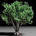 Lush Green Shrub With Thick Trunk Exposed Roots And Dense Foliage
