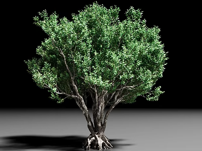 Lush Green Shrub With Thick Trunk Exposed Roots And Dense Foliage 3d model