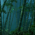 Dense Bamboo Forest with Tall Green Stems and Lush Foliage in Soft Natural Light