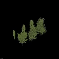 Various Arbor Tree Varieties With Different Shapes And Green Foliage 3d model