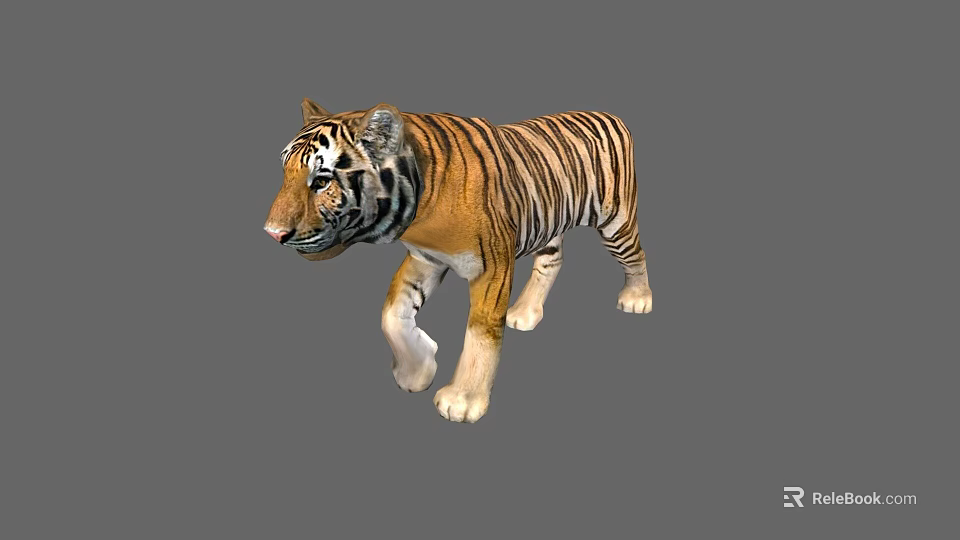 Realistic 3D Rendered Tiger With Orange Black Stripes And White Paws 3d model