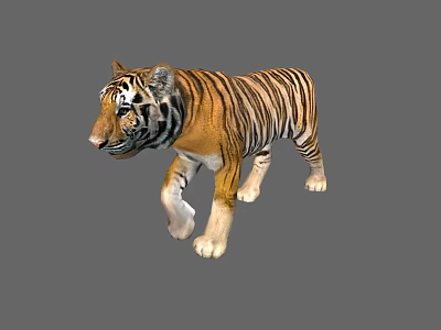 Realistic 3D Rendered Tiger With Orange Black Stripes And White Paws 3d model
