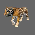 Realistic 3D Rendered Tiger With Orange Black Stripes And White Paws 3d model