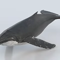 Black Whale Model With White Belly Visible Fins And Tail On Light Background