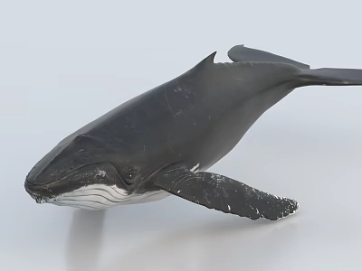 Black Whale Model With White Belly Visible Fins And Tail On Light Background 3d model