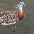 Vibrant Reptile With Blue Head And Brown White Scales Standing On Green Grass Field