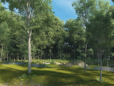 Bright Natural Forest Scenery With Lush Green Trees And Sunlit Lawn Under Clear Blue Sky 3d model