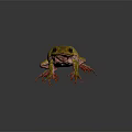 Vibrant Yellow Green Frog With Red Toes On Dark Background Reflection