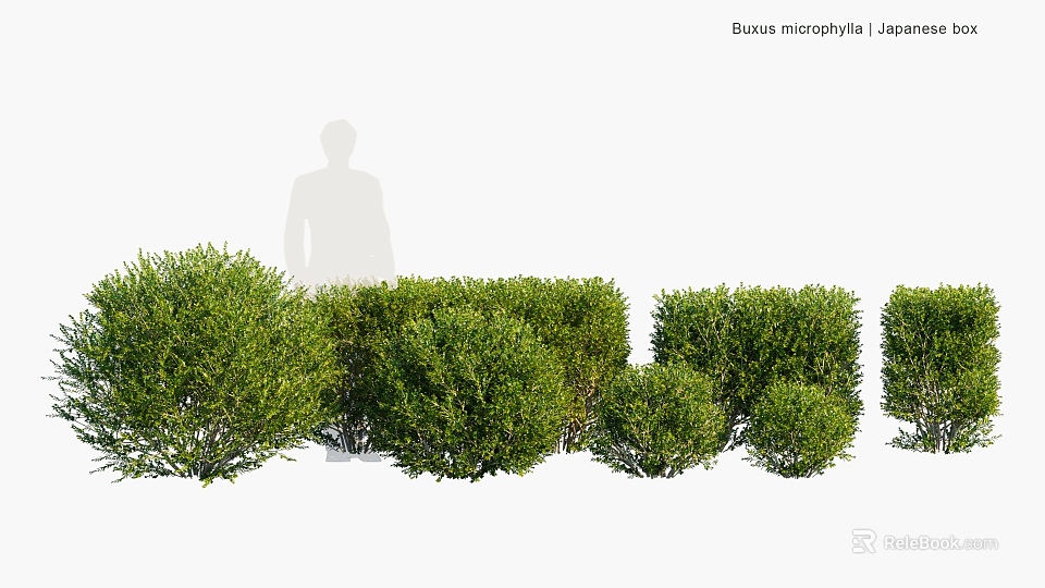 Healthy Buxus microphylla Evergreen Shrubs With Lush Green Foliage And Neat Compact Shape 3d model 