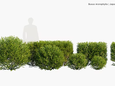 Healthy Buxus microphylla Evergreen Shrubs With Lush Green Foliage And Neat Compact Shape 3d model