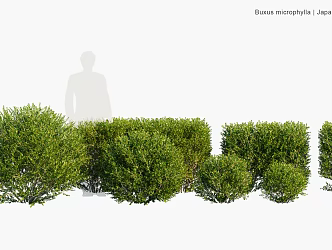 Modern landscape plant shrub hedge hedge landscape tree road tree garden plant road plant 3d model
