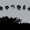 Colorful Various Types of Shrubs for Garden Landscaping and Outdoor Decor