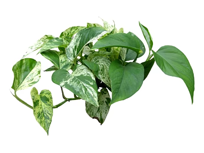 Lush Pothos Plant Featuring Green And White Variegated Leaves And Trailing Vines 3d model