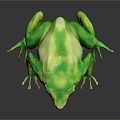 Frog Frog Frog Poison Frog Game Frog Reptile Cold Blooded Animal Reptile Reptile 3d model