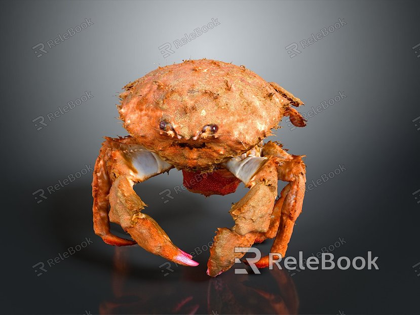 crab sea crab river crab hairy crab bread crab hermit crab big crab small crab marine animal fish model