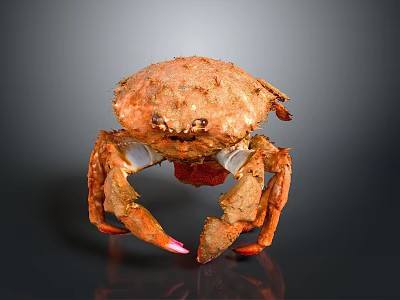 Aquatic Animal Crab with Orange Hard Shell and Large Red Tipped Claws 3d model