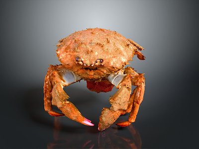 crab sea crab river crab hairy crab bread crab hermit crab big crab small crab marine animal fish model