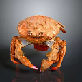 Aquatic Animal Crab with Orange Hard Shell and Large Red Tipped Claws