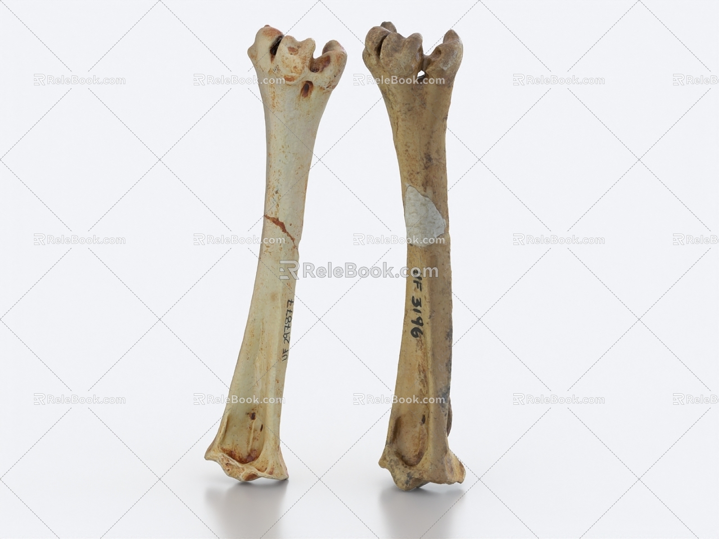 bone leg bone thigh bone big bar bone 3d model