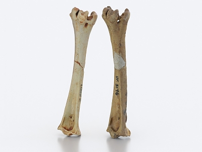 bone leg bone thigh bone big bar bone 3d model