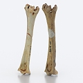 bone leg bone thigh bone big bar bone 3d model