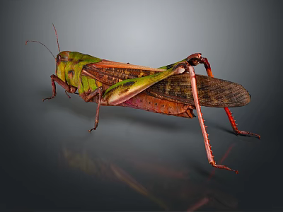 Detailed Green and Brown Grasshopper with Long Legs and Transparent Wings on Gray Background 3d model