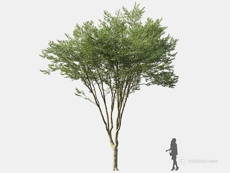 Tall Arbor With Green Leaves And Human Silhouette For Size Comparison 3d model 