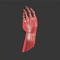 3D Human Hand Anatomical Model Showing Muscles And Skeletal Structure 3d model