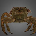 Detailed View Of Brown Crab With Prominent Claws And Natural Shell Texture