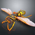 Closeup View Of Detailed Wasp Insect With Yellow Black Stripes Transparent Wings